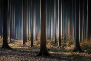 Tableau forêt fantastique 60 x 40 cm - Métal