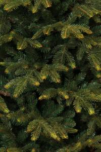 Weihnachtsbaum Frasier 109 x 155 x 109 cm
