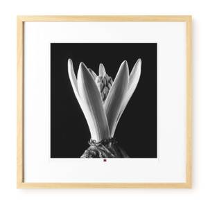 Fotografie limitiert Flower of Hope Schwarz - Weiß - Glas - Holz teilmassiv - 50 x 50 x 3 cm