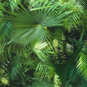 Papier peint Jungle Palm Vert - Matière plastique - Textile - 53 x 1005 x 1 cm