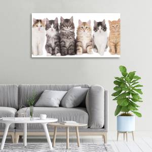 Wandbild Sechs Katzen 100 x 50 cm