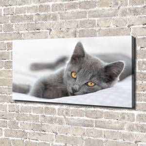 Wandbild Graue Katze Grau - Textil - Holz teilmassiv - 140 x 70 x 4 cm