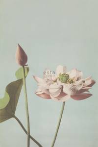 Fototapete Lotusblume 186 x 279 x 279 cm