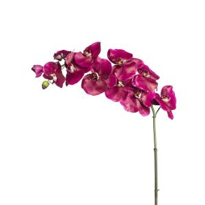 Orchidee Phalaenopsis Budy Neonpink