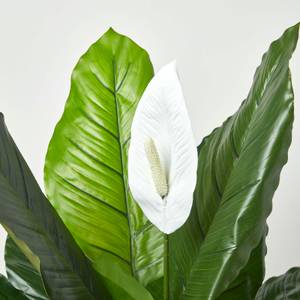 Kunstpflanze Spathiphyllum Wallisii 23 x 90 x 90 cm