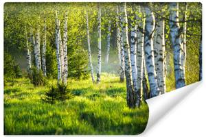 Fototapete BIRKEN Bäume Wald Natur 3D 135 x 90 x 90 cm
