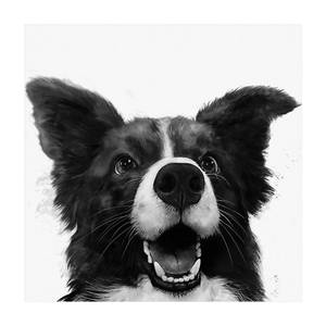 Illustration Border Collie Schwarz Weiß 100 x 100 cm