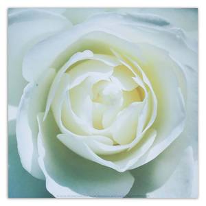 Leinwandbild Weiße Rosenblüte Natur 30 x 30 cm