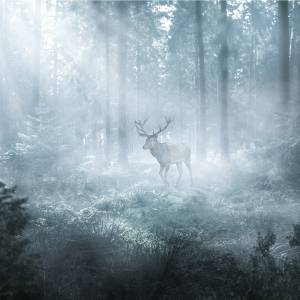 Fototapete WALD IM NEBEL Hirsch Natur 3D 450 x 300 x 300 cm