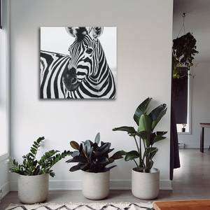 Leinwandbild Schnauze des Zebras Grau