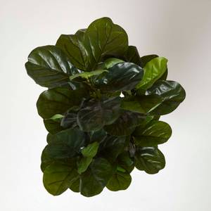 Geigenfeige Kunstpflanze im Topf Grün - Kunststoff - 18 x 120 x 120 cm