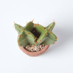 Klein Künstlicher Kaktus in Topf kaufen