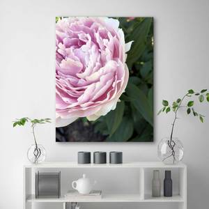 Leinwandbild Pfingstrose Rosa Blumen 40 x 60 cm