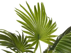 Kunstpflanze FAN PALM Schwarz - Grün - Kunststoff - 35 x 100 x 30 cm