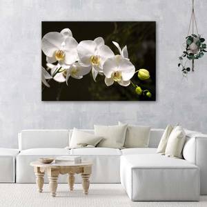 Bilder Orchideen Natur Blumen 100 x 70 cm