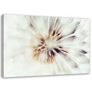 Bilder Pusteblume Makro Löwenzahn Natur 120 x 80 cm