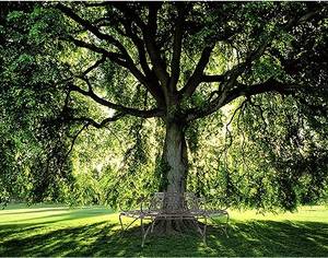 Le banc Entoure l'arbre Brun rouge