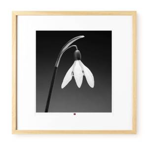 Photo d`art limitée Flower of Gratitude Noir - Blanc - Verre - En partie en bois massif - 50 x 50 x 3 cm