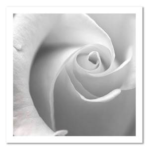 Bild auf leinwand Weiße Rose Blumen kaufen | home24
