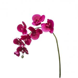 Orchidee Phalaenopsis Forever Neonpink