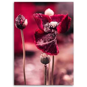 Wandbilder Mohnblumen Natur Rot 40 x 60 cm