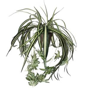 Kunstpflanze Chlorophytum Grün - Stein - Textil - 45 x 45 x 45 cm