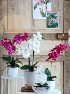 Kunstpflanze Phalaenopsis Weiß - Durchmesser: 38 cm
