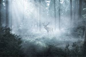 Fototapete WALD IM NEBEL Hirsch Natur 3D 450 x 300 x 300 cm