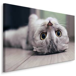 Image Sur Toile CHAT Animal Nature 3D 100 x 70 x 70 cm