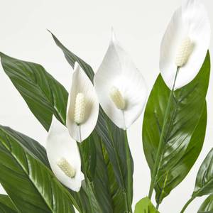 Kunstpflanze Spathiphyllum Wallisii 16 x 60 x 60 cm