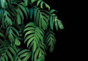 Vlies Fototapete Blätter Monstera 254 x 184 cm