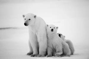 Tableau animaux family polar bear 120 x 80 cm - Verre
