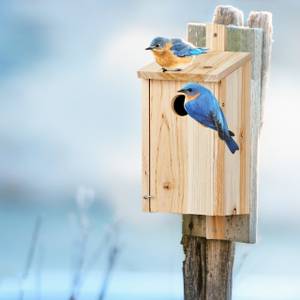 Nichoir pour oiseaux à suspendre en bois Marron - Bois manufacturé - 12 x 26 x 15 cm