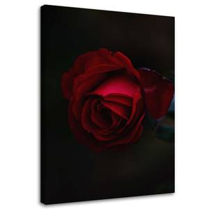 Wandbild Rote Rose Blume Natur 40 x 60 cm