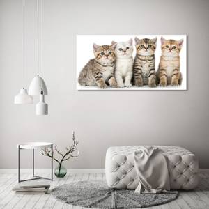 Wandbild Kleine Katzen 120 x 60 cm