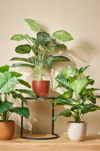 Plante artificielle Caladium Vert - Textile - 50 x 100 x 50 cm