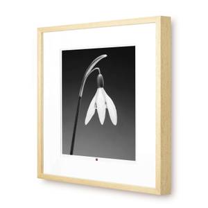 Photo d`art limitée Flower of Gratitude Noir - Blanc - Verre - En partie en bois massif - 50 x 50 x 3 cm