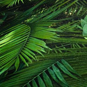 Papier peint Jungle Palm Vert - Matière plastique - Textile - 53 x 1005 x 1 cm