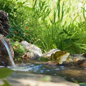 Statue de jardin Crapaud Noir - Vert foncé - Blanc