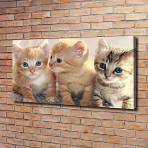 Wandbild Kleine Katzen 120 x 60 cm