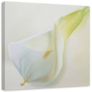 Wandbilder Callas Blumen Natur Weiß 60 x 60 cm