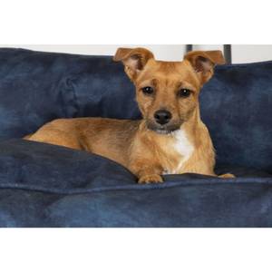 Lit pour chien 3007624 Bleu