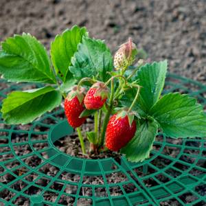 Lot de 6 grilles pour fraisiers Vert - Matière plastique - 30 x 10 x 30 cm