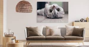 Image Sur Toile CHAT Animal Nature 3D 100 x 70 x 70 cm