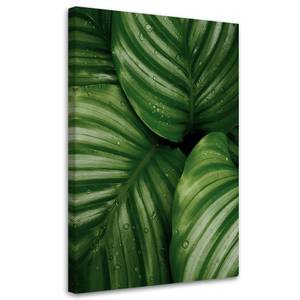 KUNSTDRUCK Monstera Leaves with Dew 2 60 x 90 cm