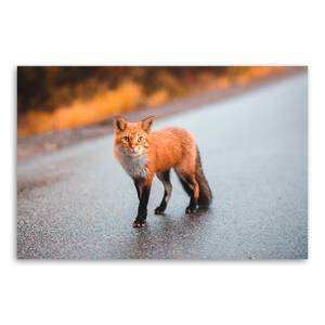 Bild auf leinwand Orange Tiere Orange - Textil - 60 x 40 x 2 cm