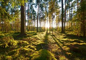 Vlies Fototapete Wald Sonne Bäume Tapete 416 x 254 cm