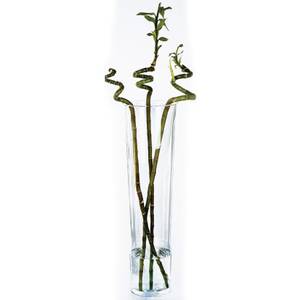 Vase pour les fleurs Verre - 18 x 70 x 18 cm