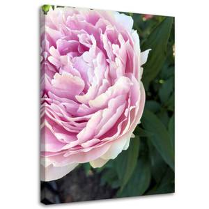 Leinwandbild Pfingstrose Rosa Blumen 40 x 60 cm