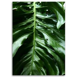 Wandbild Monstera Blatt Natur Tropisch 70 x 100 cm